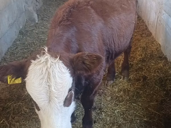 İnək, Latvian Blue cattle