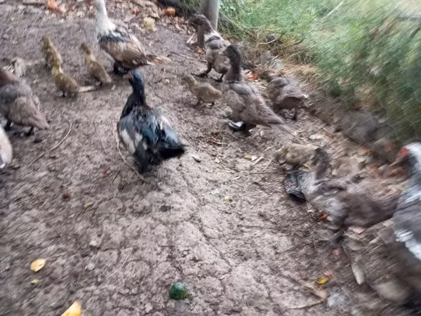 Domestic Muscovy — Kyrgyzstan