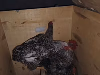 Chickens — عکس 3