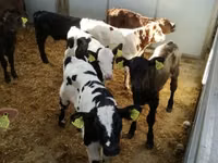 Bydło (partia, płeć nieokreślona), Simmental cattle — zdjęcie 8