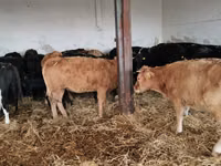 Cow, Cattle — photo 5