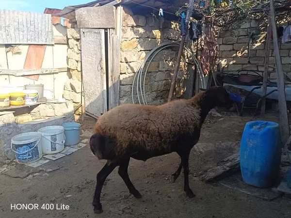 قوچ, گوسفند
