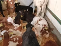 گاو و گوساله (گروه، جنسیت مشخص نشده), Simmental cattle — عکس 7