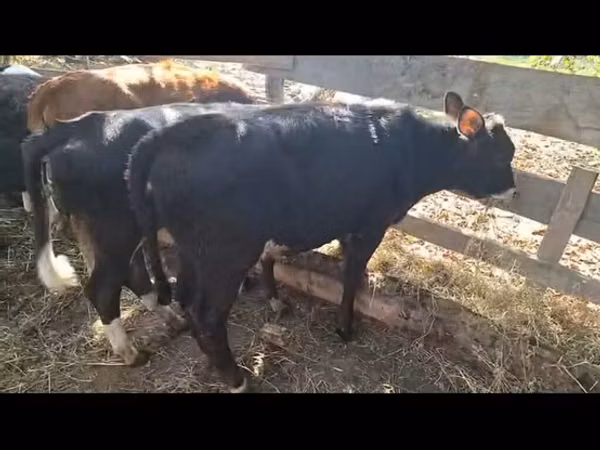 Bull, Cattle