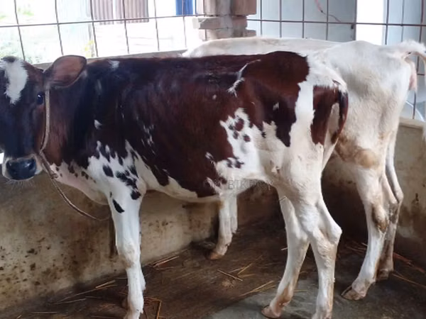 Cow, Cattle — Bangladesh