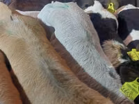 Bou, Simmental cattle — foto 4