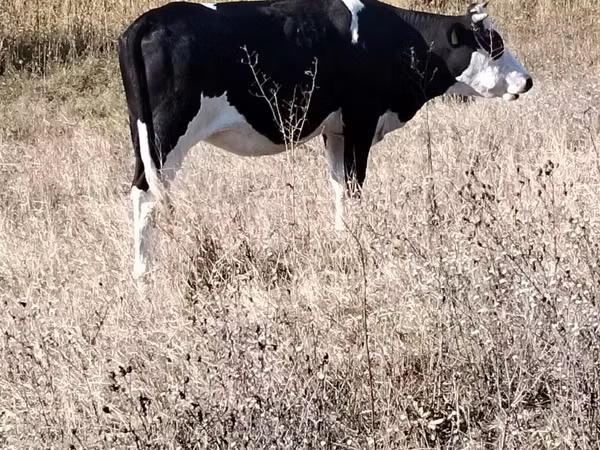 Cow, Russian Black pied cattle — Moldova