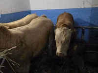 Boğa, Simmental cattle — foto 3