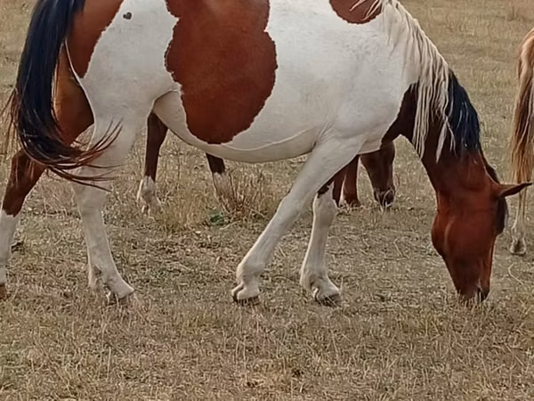 Mare, Kazakh horse — Kazakhstan