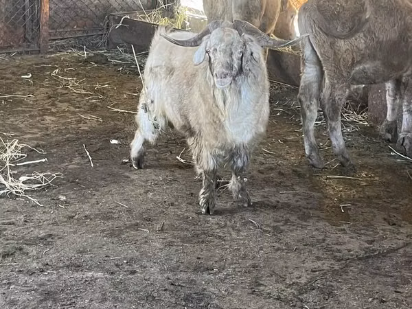 Goat, Goats — Kazakhstan