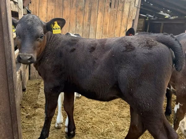 Cow, Swiss cattle — Kazakhstan