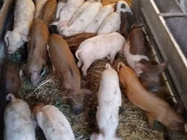 Pigs (batch, sex not specified),  — Hungary
