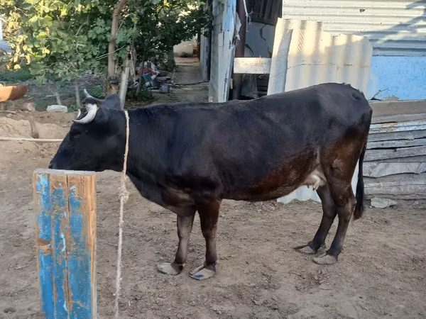 Cow, Cattle