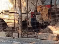 Chickens — รูปภาพ 6