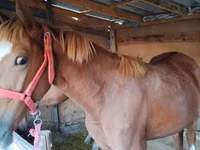 Mare, Horses — photo 4