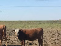 Bull, Kalmyk breed — photo 3