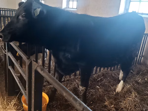 İnek, Aberdin Angus