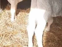 گاو نر, Simmental cattle — عکس 1