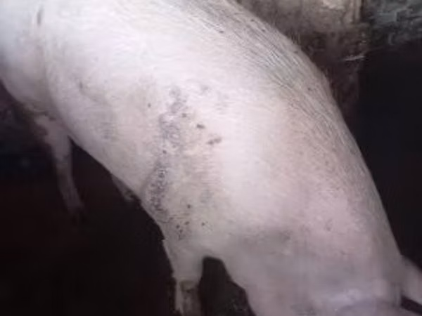 Pigs (batch, sex not specified), 