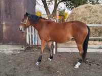 Kuda betina, Horses — foto 2