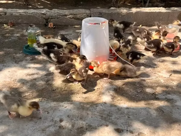 Ducks — Azerbaijan