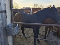 Mare, Horses — photo 4