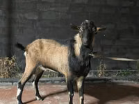 Goat, Alpine goat — photo 1