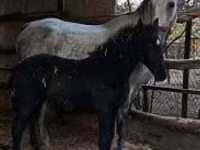 Ngựa cái, Lipizzaner — ảnh 6