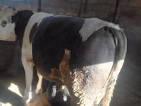 Byk, Russian Black pied cattle — zdjęcie 8