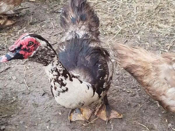 مسکوی خانگی — قرقیزستان