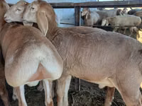 ভেড়ার পাঁঠা, Arashan sheep — ছবি 1