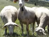 Ram, Sheep — photo 2