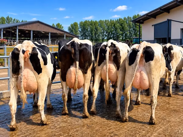 Cow, Holstein breed — Poland