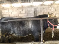 Bull, Cattle — photo 3