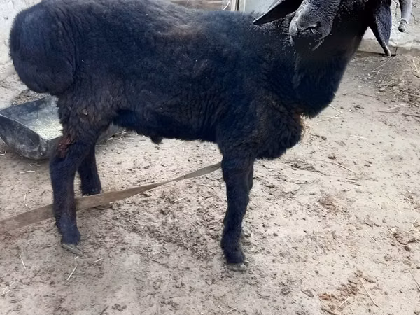 Ram, Sheep — Uzbekistan