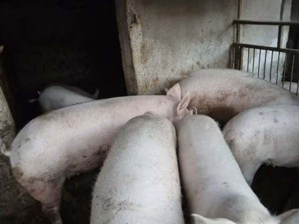 Schweine (Partie, Geschlecht nicht angegeben), 