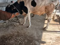 گاو نر, Russian Black pied cattle — عکس 5
