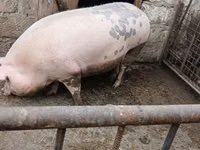 Sow, Pigs — photo 3