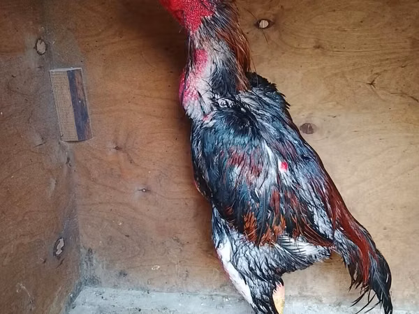 Chickens — Asarbajan