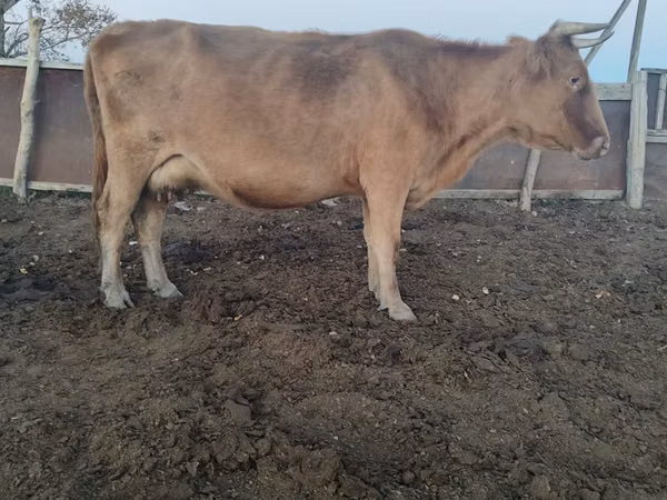Cow, Cattle — Kazakhstan