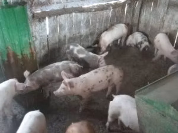 Scrofa, Maiali