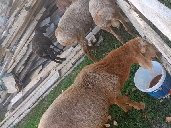 میش, Arashan sheep — قرقیزستان