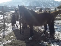 Horse (M), Kazakh horse — photo 1