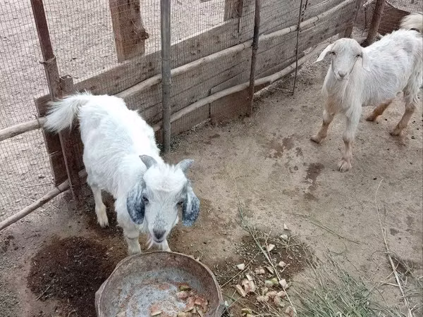 Goat, Goats — Uzbekistan