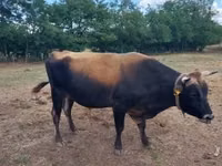 Bull, Jersey breed — photo 2