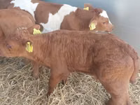 公牛, Simmental cattle — 照片 2