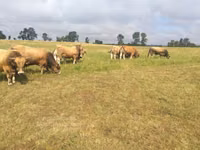 황소, Aubrac cattle — 사진 4
