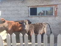 母牛, Cattle — 照片 1