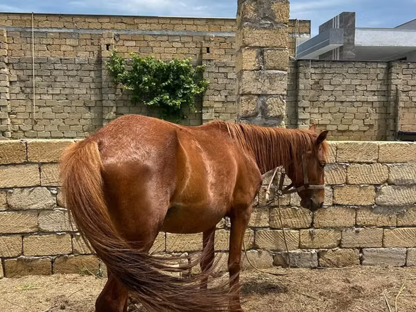 Faras, Horses