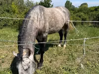 اسب نر, Lipizzaner — عکس 2